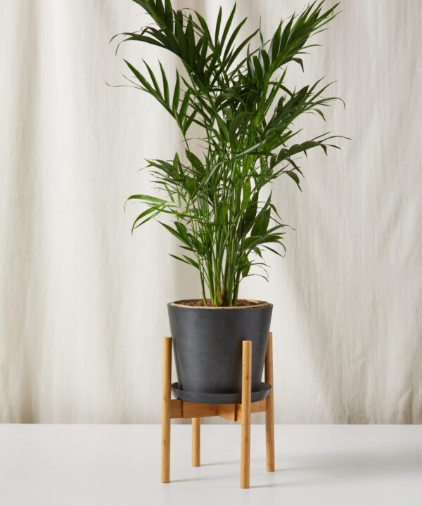 Cat Palm - Image 3