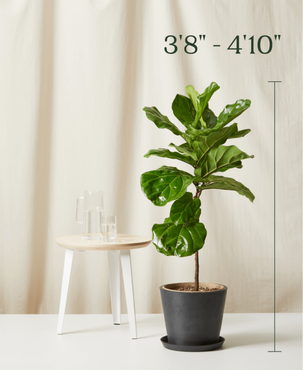 Fiddle Leaf Fig - Image 4
