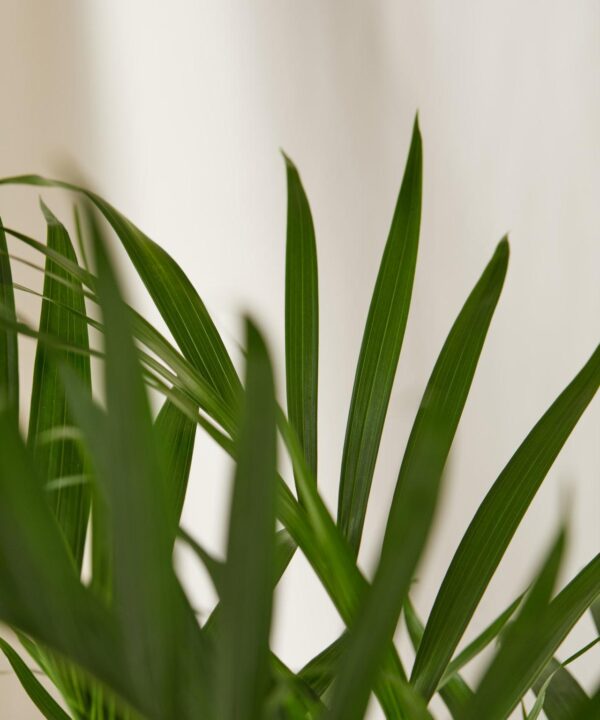 Cat Palm - Image 2