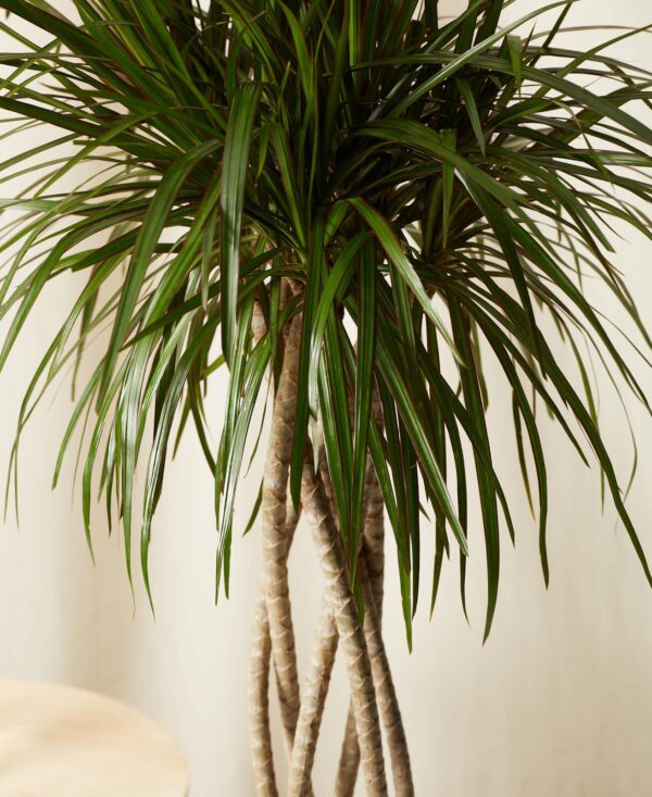 Dracaena Marginata - Image 2