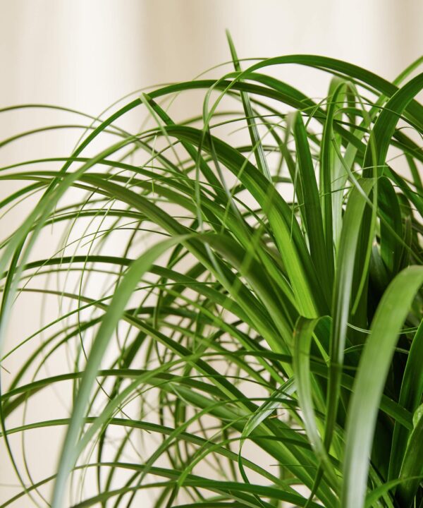 Ponytail Palm Tree - Image 3