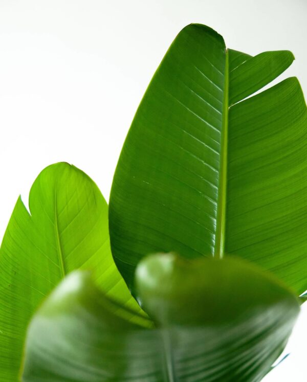 Bird of Paradise - Image 3