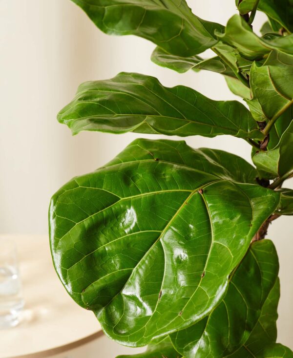 Fiddle Leaf Fig - Image 3