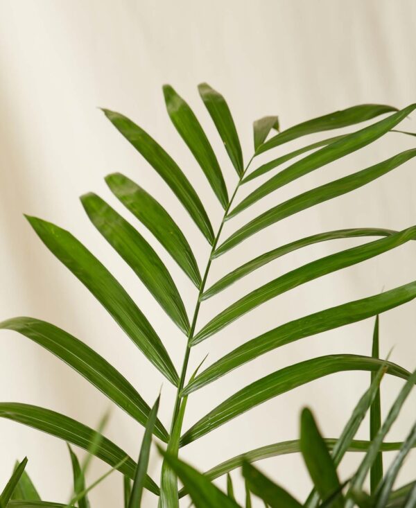 Bamboo Palm - Image 3