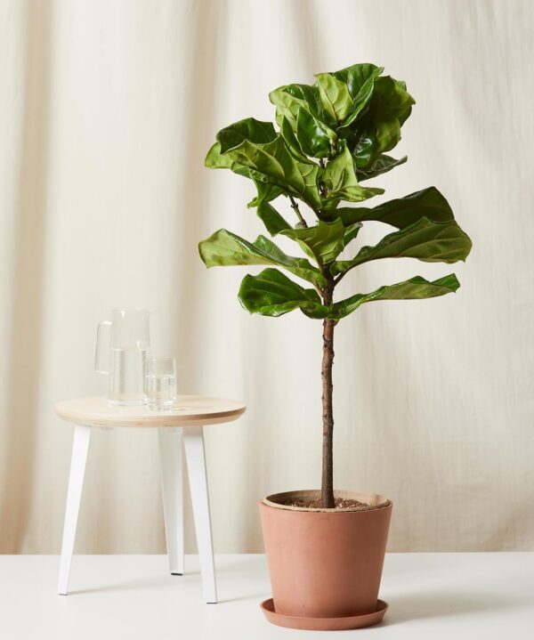 Fiddle Leaf Fig - Image 2