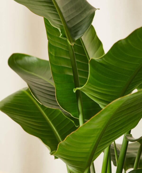 Bird of Paradise - Image 6